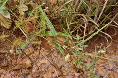 FABACEAE-CAESALPINIOIDEAE - Chamaecrista flexuosa