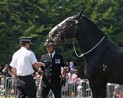CAESAR (TVP MOUNTED SECTION)