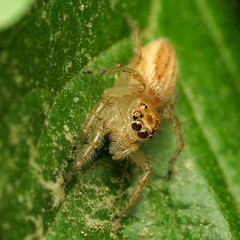 Sylvana Jumping Spider