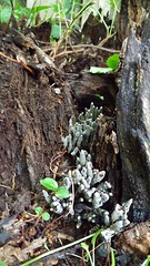 Xylaria polymorpha, dead man's fingers