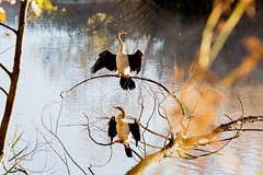 Birds - Jerrabomberra Wetlands