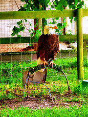 Owl and Falconry Centre, The Isle of Wight