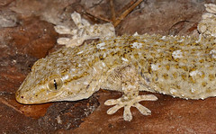 Moorish Gecko (Tarentola mauritanica)(found by Jean NICOLAS)
