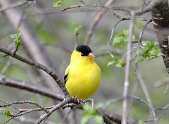  Chardonneret jaune / American Goldfinch (Male)