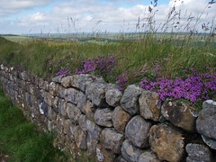 Hadrian's Wall July 2017
