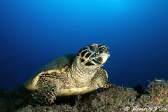 Sea Turtles - tortues de mer