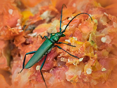 CERAMBYCIDAE (Coleoptera)