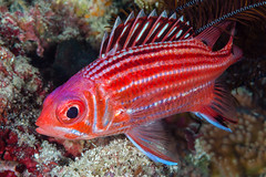 Holocentridae (Soldierfishes and Squirrelfishes)