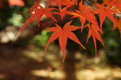 Kyoto Leaves 2014