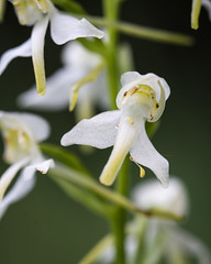 Orchideen - Edelsteine unserer Flora