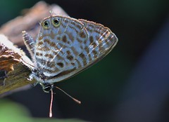 South Africa - Butterflies & moths