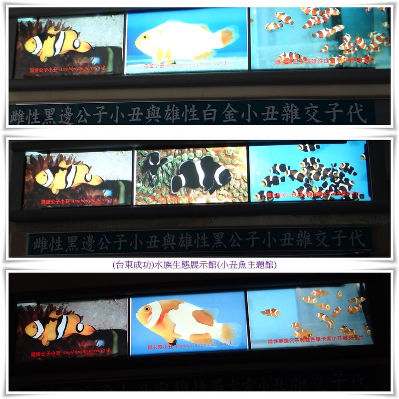 (台東成功)水族生態展示館(小丑魚主題館)4