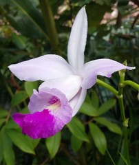 Orchidées tropicales