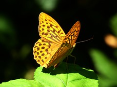Tabac d'Espagne - Silver-whashed Fritillary