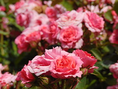 Roses at Regent's Park, London 1