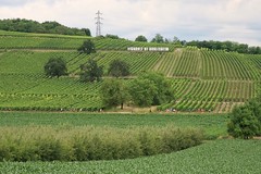 Marathon du vignoble d'Alsace