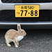 Rabbit Island in Japan 大久野島