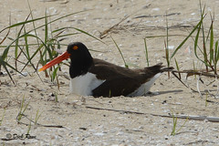 American Oystercatcher CNWR May 17