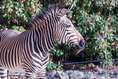 Equus Zebra