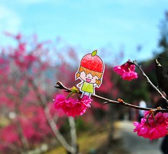 櫻花(Cherry blossoms)