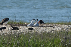 Gull-billed Tern CNWR May 17
