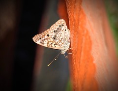 2017 Butterflies and Moths