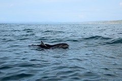 Dolphin Survey trip 18th May 2017