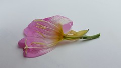 Oenothera speciosa, pinkladies