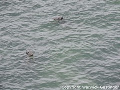 Seals Pembrokeshire Coast