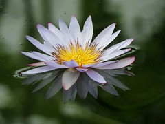 Water Lilies and Other Aquatic Plants