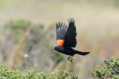 Red-winged Blackbirds