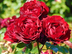 Roses at Regent's Park, London 4