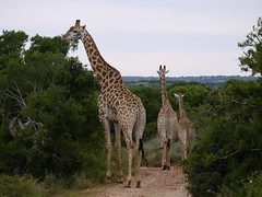 South Africa_2011