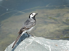 Pied wagtails