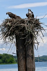 Osprey Nest In Dayton, Tennessee