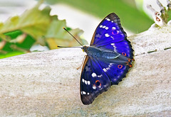 Schmetterlinge (Lepidoptera)