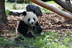 Pandas Im Berliner Zoo