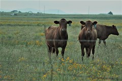 Cows Of The Backroads