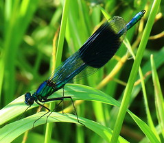 Damoiselle and Dragonflies