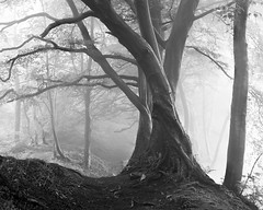 Mist in Cavehill Woods