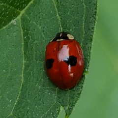 Adalia bipunctata, two-spotted lady beetle