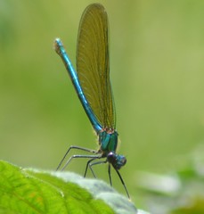 Odonata - Damselflies and Dragonflies