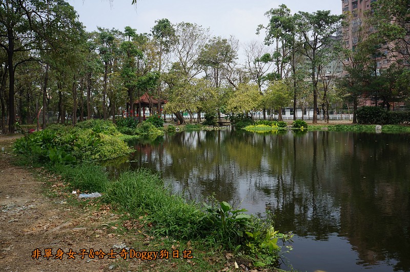 高雄鳳山景點19大東濕地公園