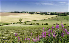 Landscape: Wiltshire