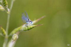 macro dragonfly libellule