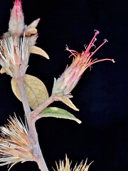 ASTERACEAE - Strophopappus speciosus