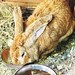 В#rabbi Ленинградском центральном зоопарке.  #rabbi#rabbit #кролик