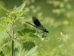 Dragonfly & Damselfly photography