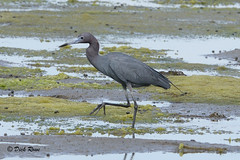Little Blue Heron CNWR May 17