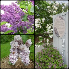 Arboretum, RBG Hamilton, May'17